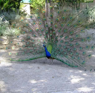 Los Angeles Arboretum